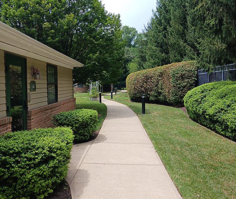 sidewalk winding through greenery
