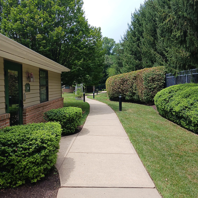 sidewalk winding through greenery